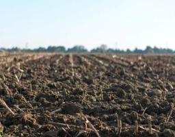 70 % врожаю на окупованій Луганщині «безслідно зникли» або росіяни знищили родючі землі регіону