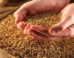 Луганщина знову зібрала рекордний врожай зернових