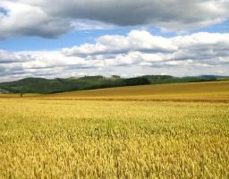 Аграрії, бізнес та влада обговорили питання участі громад у реалізації державної політики у сфері земельних відносин на Луганщині