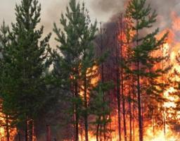 Пожежі на Луганщині: шість осередків ще не загашені