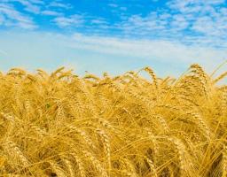 Актуальні аспекти новел законодавства стосовно поновлення договорів оренди землі