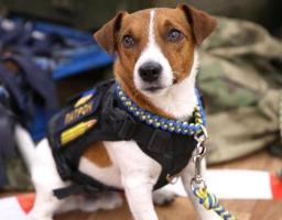 Як безпечно повернутися додому після деокупації?