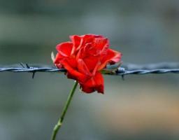 Звернення голови Луганської обласної державної адміністрації – керівника обласної військово-цивільної адміністрації Юрія Гарбуза з нагоди Міжнародного дня визволення в’язнів нацистських концтаборів