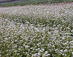 Форвардну програму з закупівлі гречки врожаю 2021 року пропонує АТ «Аграрний фонд» 