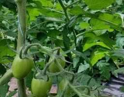 Канада пропонує позитивний досвід для розвитку аграрного сектору Луганщини