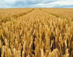 Жнива ранніх зернових культур тривають на Луганщині