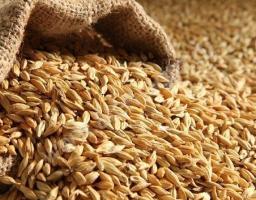 Форвардні закупівлі зерна врожаю 2021 року розпочинає АТ «Аграрний фонд» 