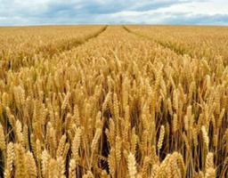 Уряд ухвалив постанову щодо спрощення міжнародної торгівлі зерновими культурами