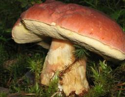  Прості правила, які убезпечать від отруєння грибами