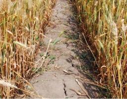 Сергій Гайдай: обласна влада знайде шляхи компенсації збитків через втрату врожаю