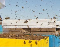 Бджолярі області розвиватимуть племінні пасіки за підтримки міжнародників