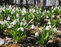 На Луганщині триває операція «Першоцвіт – 2018»