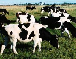 Головне управління Держпродспоживслужби в Луганській області попереджає