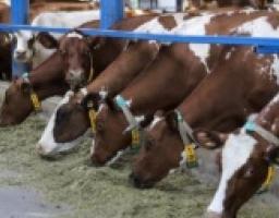 Уряд виконав свої зобов’язання щодо державної підтримки підприємств галузі тваринництва області 