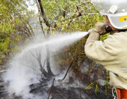 Ситуація контрольована, критична небезпека минула, – Сергій Гайдай щодо лісових пожеж на Луганщині