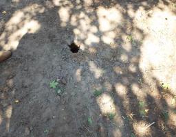 Серед білого дня окупанти обстріляли Станицю Луганську