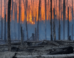 На Луганщині 11 пожеж у 2025 році вже завдали чотири мільярди збитків
