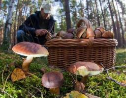 Увага: в області почастішали випадки отруєння грибами