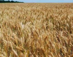 Мали десятки мільйонів держпідтримки, а зараз продають врожай нижче собівартості, - Сергій Гайдай розповів, що коїться в фермерських господарствах Луганщини