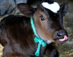 Дотації за вирощування молодняку великої рогатої худоби