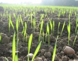 На Луганщині вже розпочалися весняно-польові роботи, – брифінг