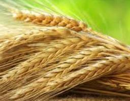 Розпочався конкурс на одержання аграріями фінансової підтримки