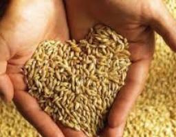 Намолочено 1 млн тонн зерна