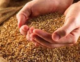 В області зібрано 1,217 млн тонн зернових та зернобобових культур