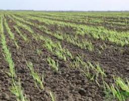 Аграрії Луганщини засіяли ярими культурами вже майже 105 тис. га