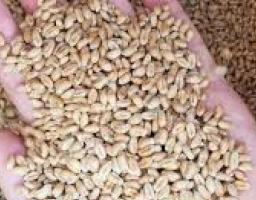 Із Луганщини росіяни вивезли або знищили обсяг потреб жителів області у зернових майже на три роки, посівну не розпочато, – Сергій Гайдай   