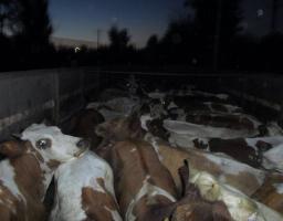 Прикордонниками Луганщини затримані дві вантажівки з «живим товаром»