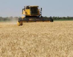 Жнива – 2018: аграрії Білокуракинщини зібрали 65,8 тис. тонн ранніх зернових культур