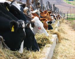 Тваринництво Луганщини поступово відновлюється