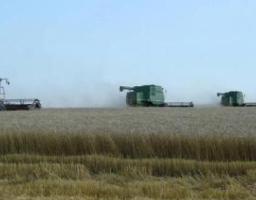 На Луганщині розпочалися жнива