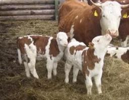 Інструкція для отримання коштів за утримання корів та молодняку