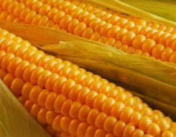 УРЯД КЕНІЇ ПРОДОВЖИВ ПРОЦЕДУРУ БЕЗМИТНОЇ ЗАКУПІВЛІ КУКУРУДЗИ