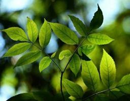 Підприємці Луганщини сплатили 36,2 млн грн екологічного податку