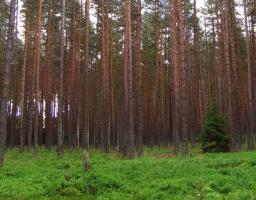 На Луганщині борються із несанкціонованою вирубкою лісу