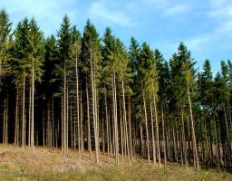 Інформація щодо займання лісу у Станично-Луганському районі