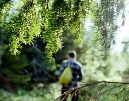 У Луганській області лісник відмовився від хабаря