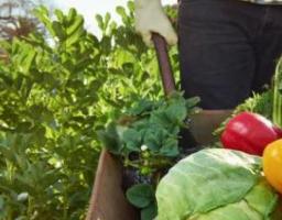 Підтримка аграрного і сільського розвитку Луганщини