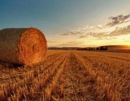 Жнива-2018: збиральна кампанія на Луганщині