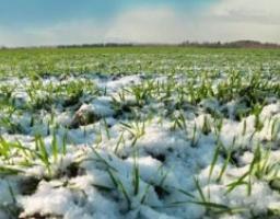 Луганська область посіла перше місце за індексом обсягу сільськогосподарського виробництва