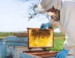 Під час всеукраїнської наради узгоджено план дій з попередження хвороб і загибелі бджіл