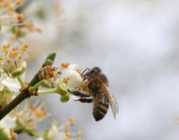 Увага! Оголошення