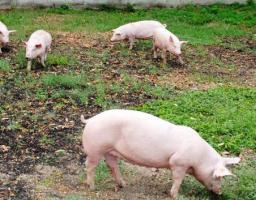 На Сватівщині локалізують спалах АЧС