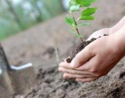 З початку Всеукраїнській акції «За чисте довкілля» на Луганщині висаджено більше 3 тис. дерев