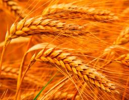 З восьми областей степової зони Луганщина посідає четверте місце по врожайності ранніх зернових та зернобобових