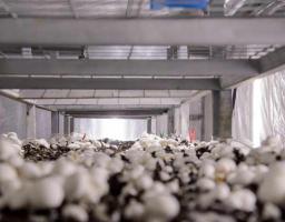 Переселенці з Луганщини виростили та зібрали врожай грибів на Хмельниччині