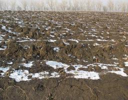 У 2016 році зібрано найбільший врожай зернових культур за останні вісім років 